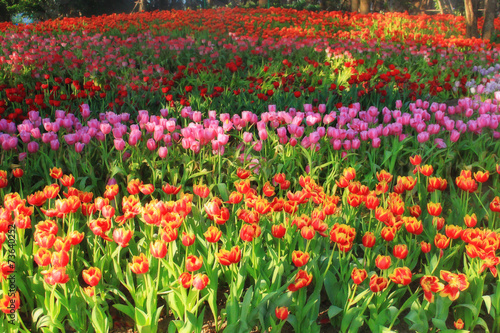 multicolored tulips in the garden, tulip field