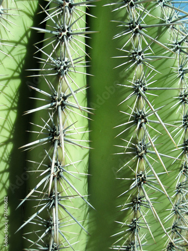 Barrel cactus close up