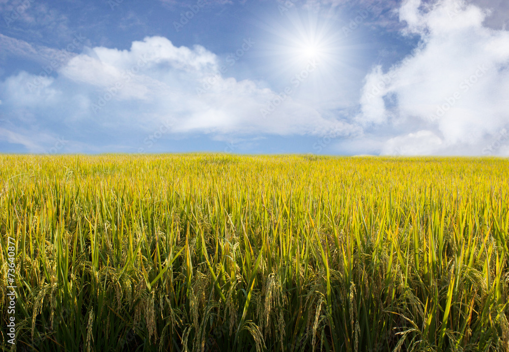 Beautiful sky and Rice field