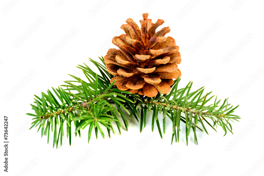 Fir branches with cones Fir branches with cones