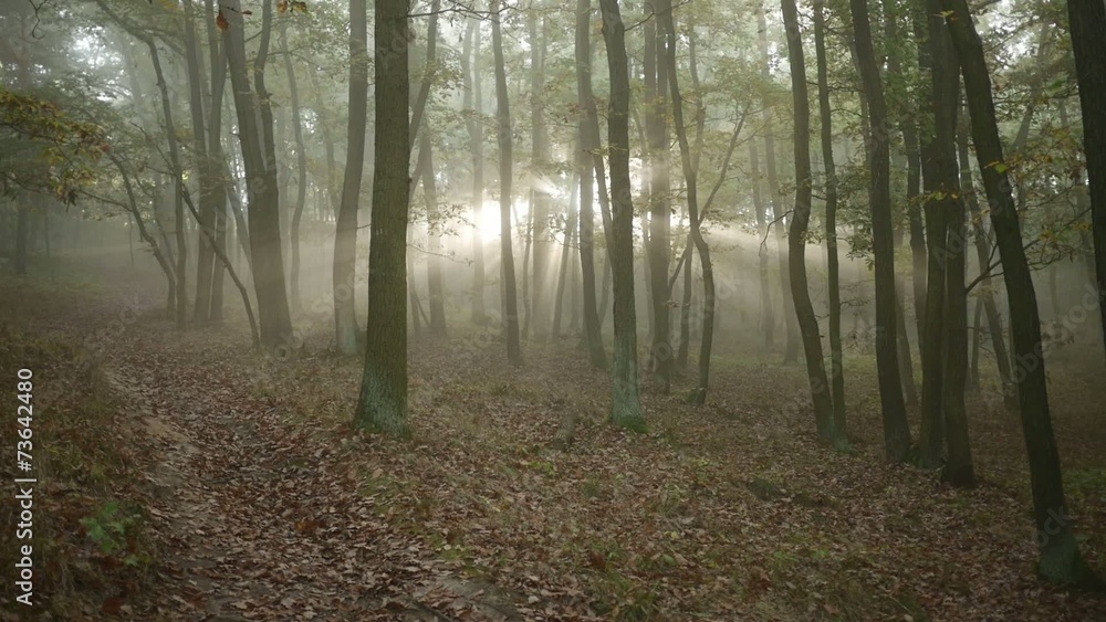 Sunrise in the forest with sunrays shining through trees Sunrise in the forest with sunrays shining through trees