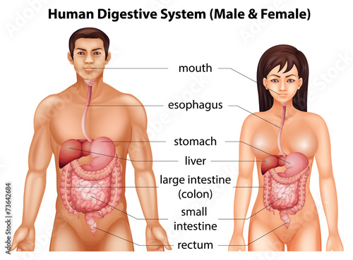 Human digestive system