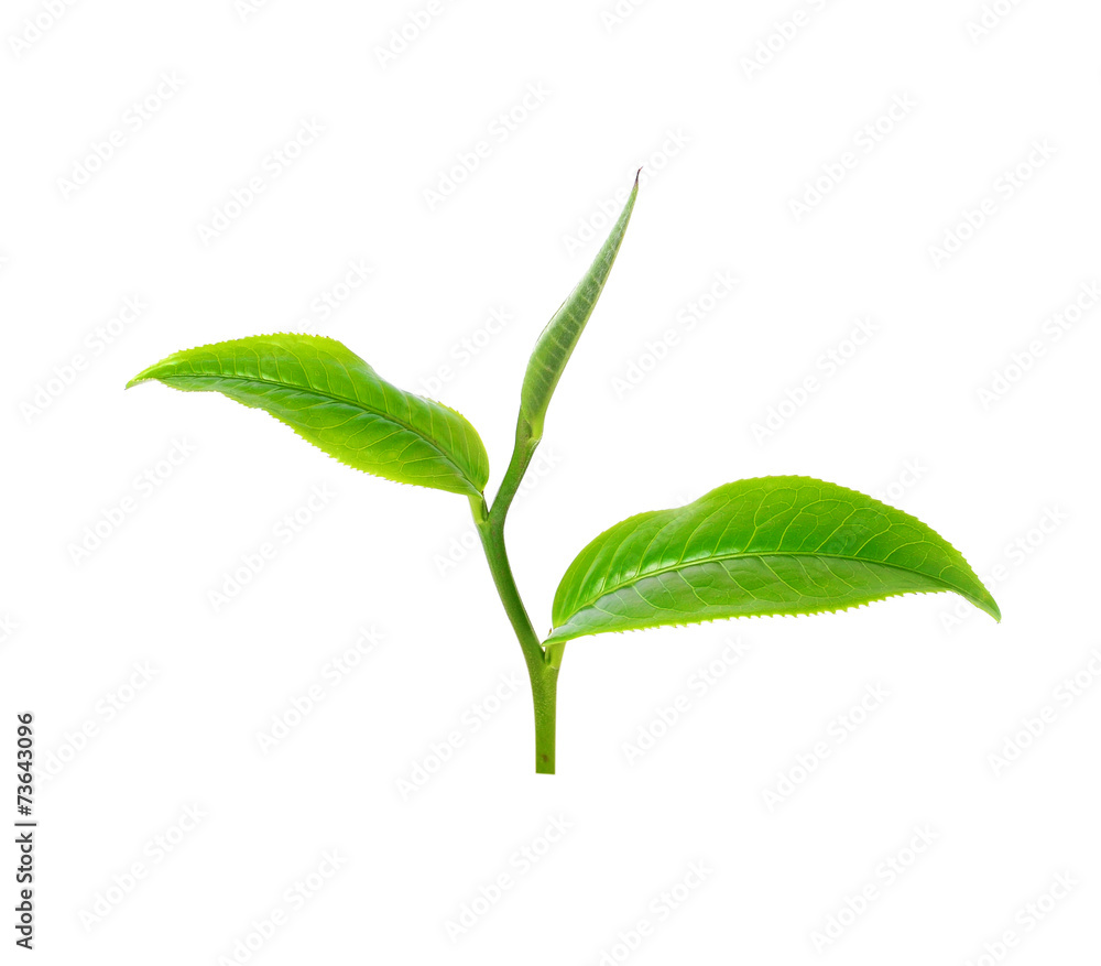 green tea leaf isolated on white background green tea leaf isolated on white background