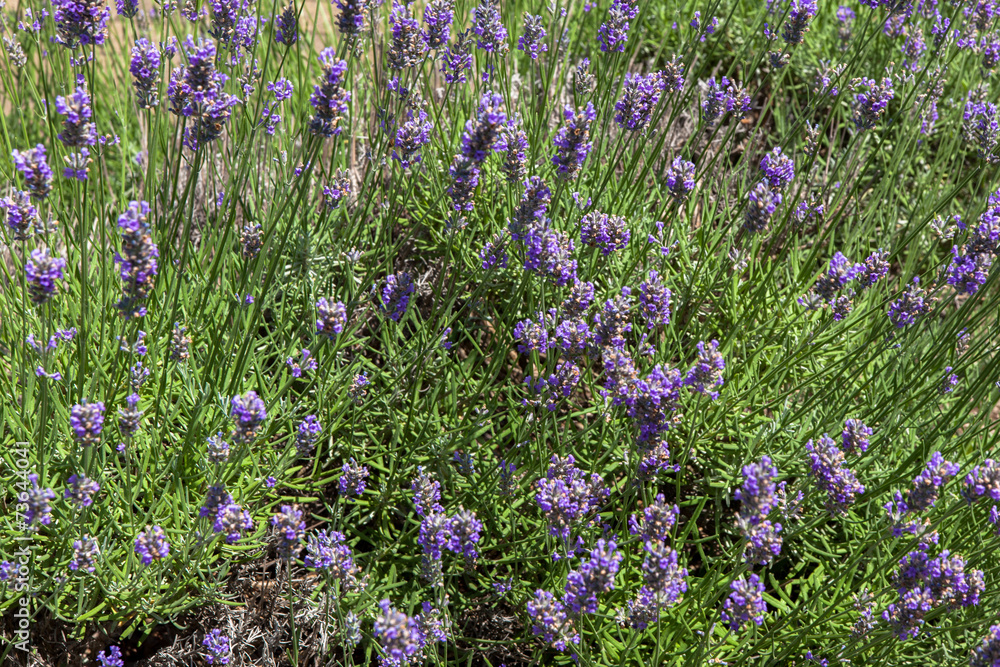 Obraz premium Lavender flowers field