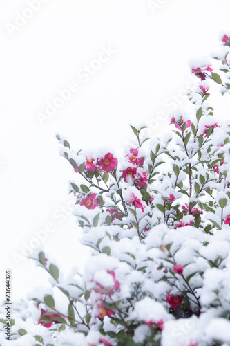 Snow and chilly camellia flowers
