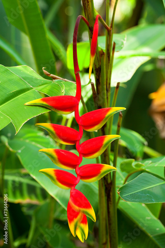 Heliconia rostrata, Heliconiaceae, Colombia - Bolivia