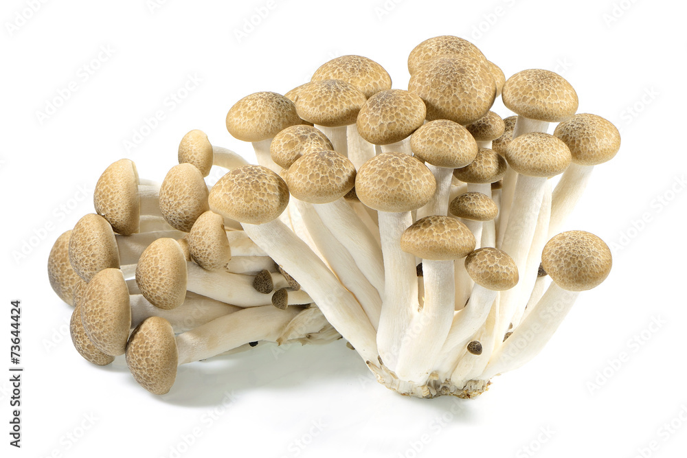 brown beech mushrooms or shimeji mushrooms on white background brown beech mushrooms or shimeji mushrooms on white background