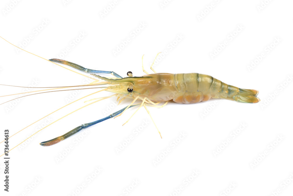 prawn or raw shrimp isolated on white background prawn or raw shrimp isolated on white background