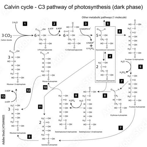 Chemical scheme of Calvin cycle photo