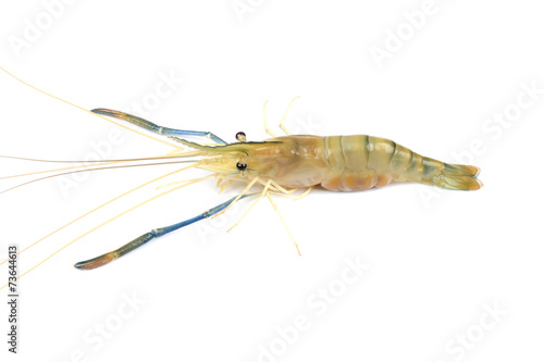 prawn or raw shrimp isolated on white background © saritphoto