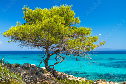 Pine forest tree by the sea in Halkidiki, Greece photo