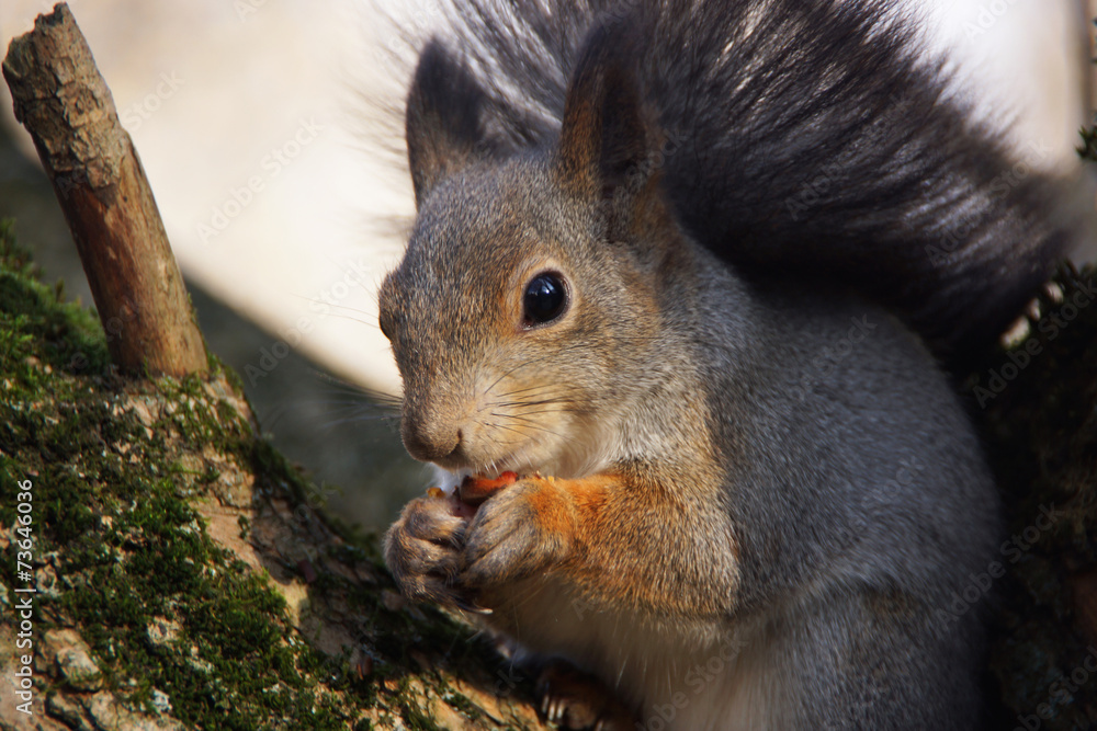 Fototapeta premium Portrait of a squirrel nibbling a nut.