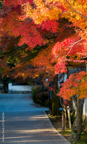 紅葉谷のもみじ （錦帯橋・吉香公園） photo