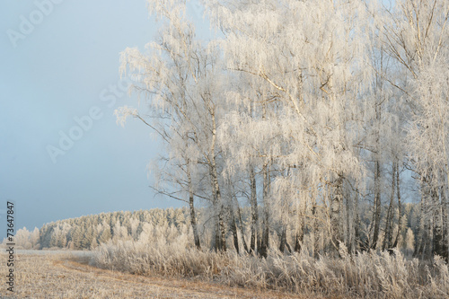 Wallpaper Mural Зимний лес Torontodigital.ca