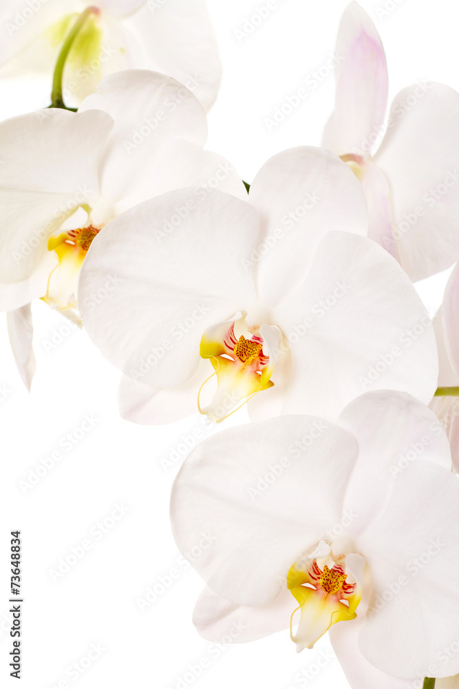 Close-up of white orchids flowers on white background Close-up of white orchids flowers on white background