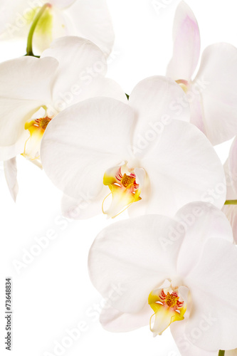 Fototapeta Naklejka Na Ścianę i Meble -  Close-up of white orchids flowers on white background