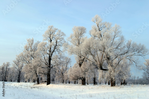 a long walk in nature snowy Russian winter