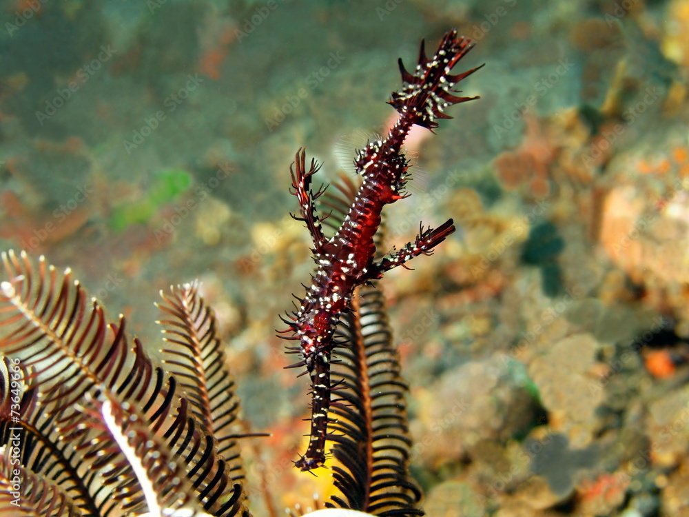 Seahors, Island Bali, Tulamben