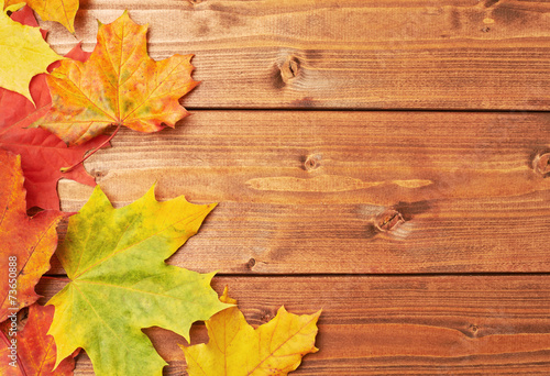 Maple leaves over the wooden boards