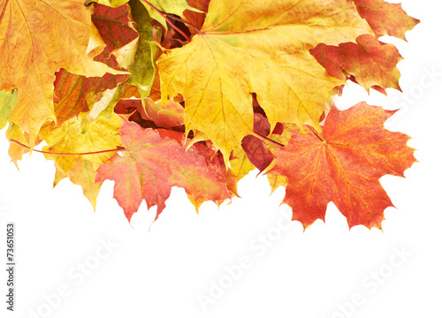Pile of colorful maple leaves isolated