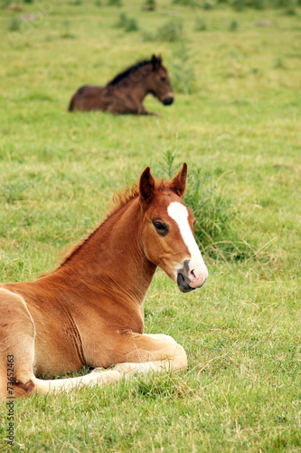 two foals lying on meadow