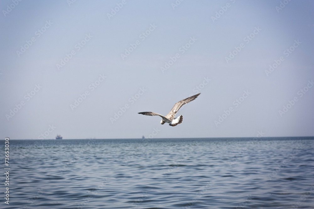 Seagull On A Beach