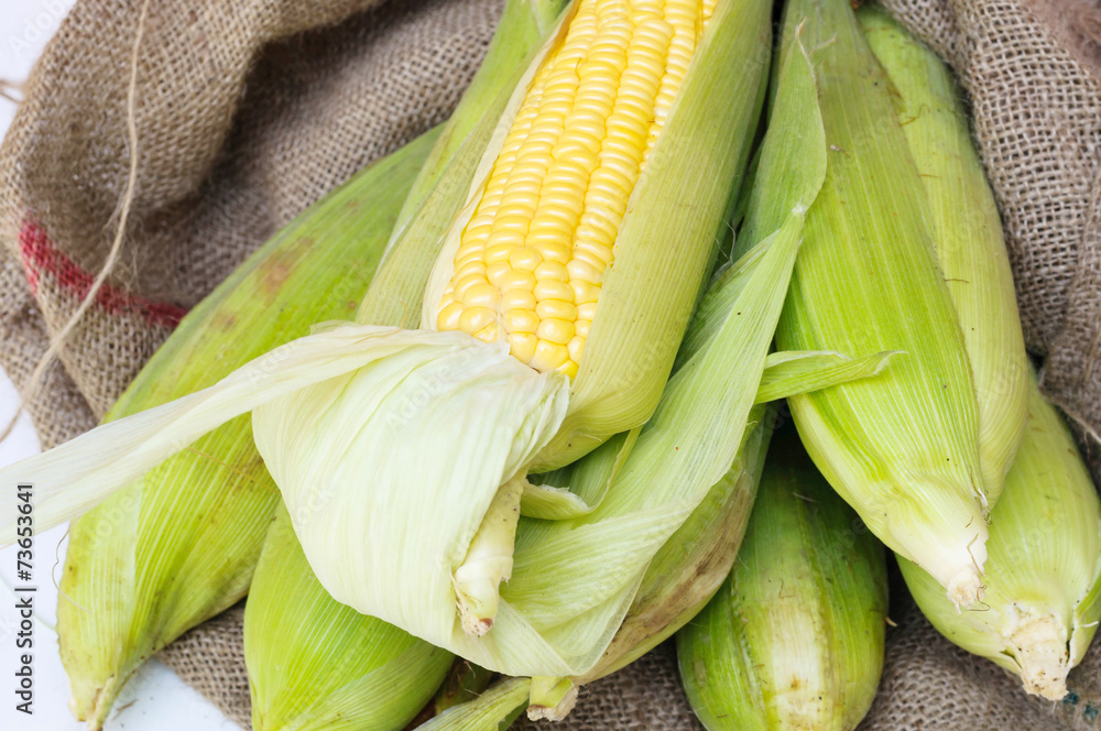 Corn isolated on a white background