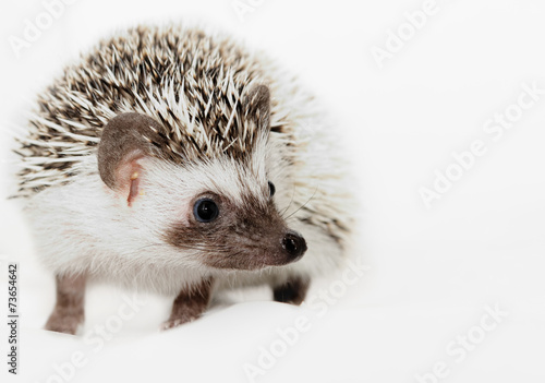 African white- bellied hedgehog
