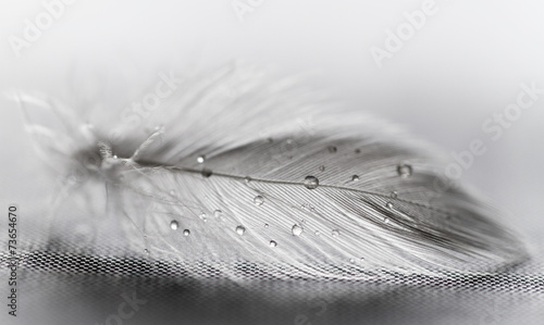 White feather with water drops