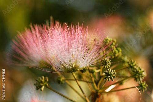 Flowers of acacia