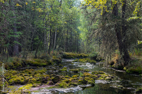 Дикий лес на берегу ручья