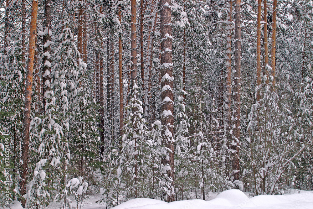 Fototapeta premium Pine forest in snow