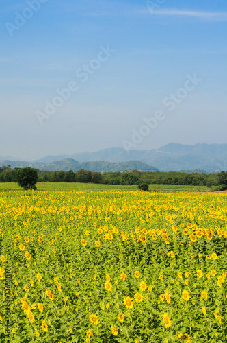 sunflowers field on mountain background