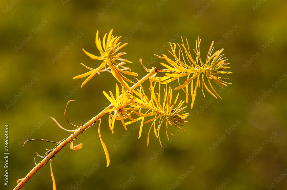 fleurs jaune