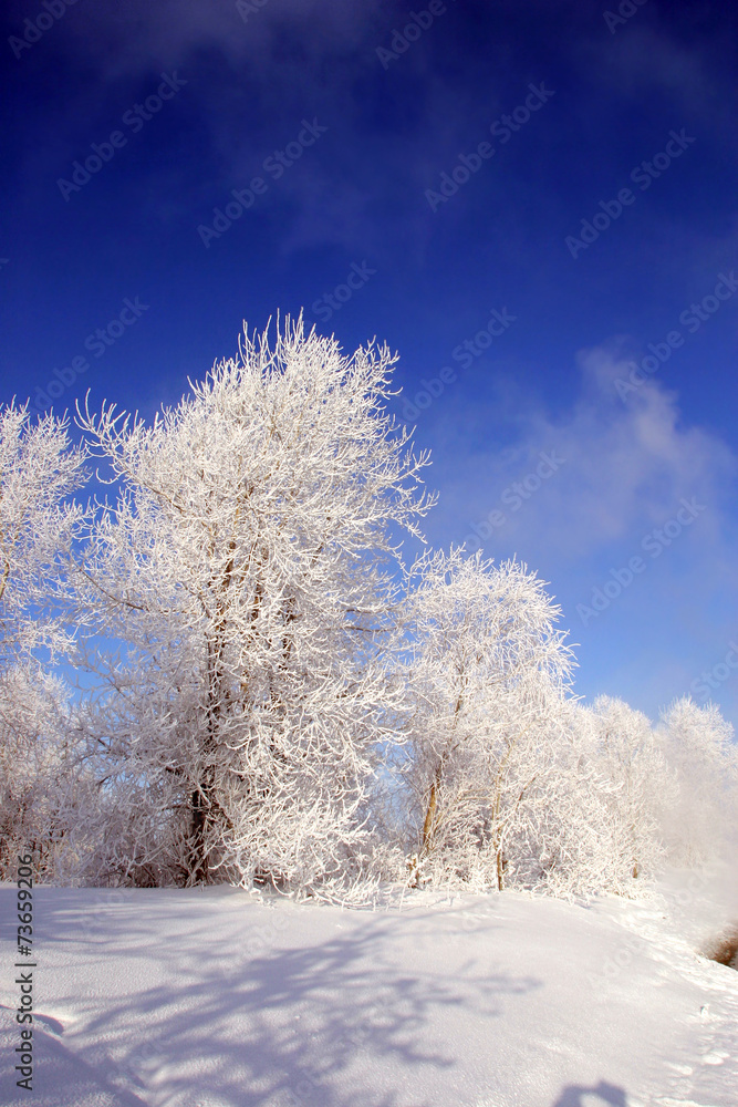 winter landscape winter landscape