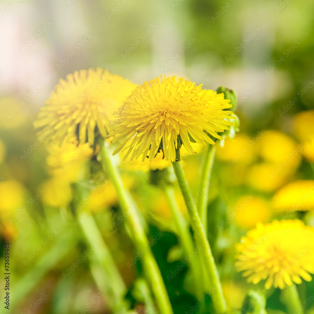 Naklejka premium Dandelions on a background of flowers and green grass.