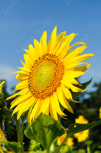 Close-up of sun flower on field