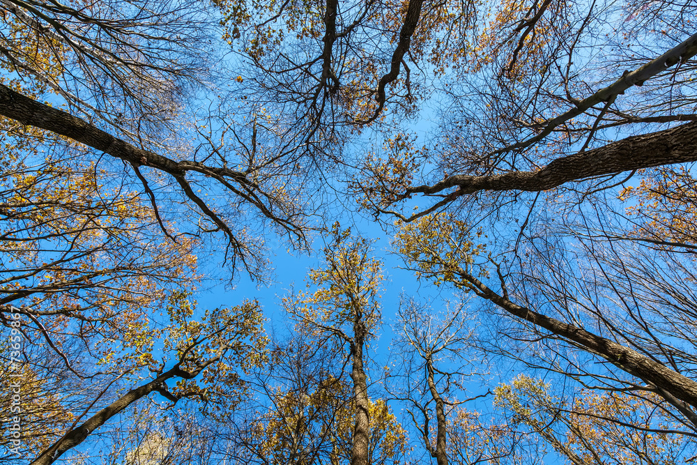 Tops trees in the autumn forest on a background of blue sky. Tops trees in the autumn forest on a background of blue sky.