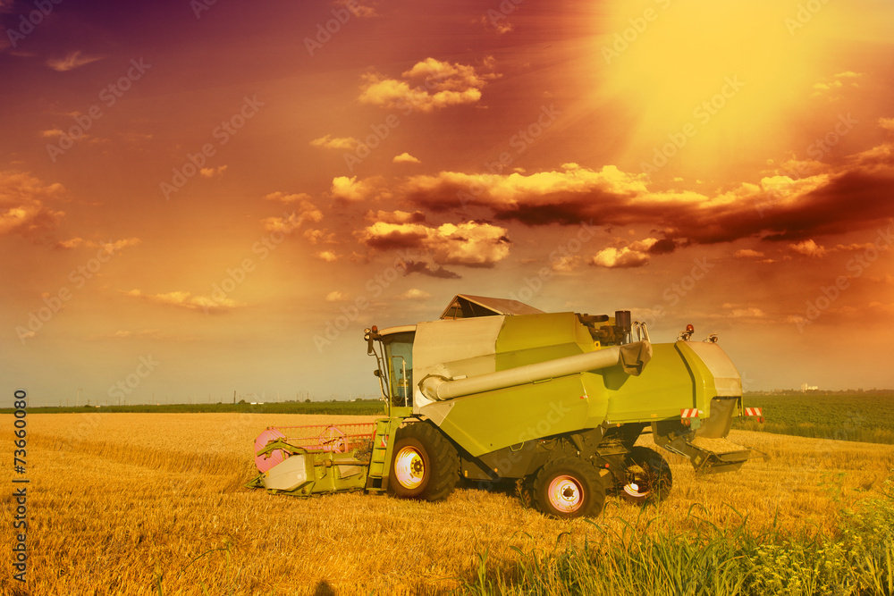Fototapeta premium Combine harvester