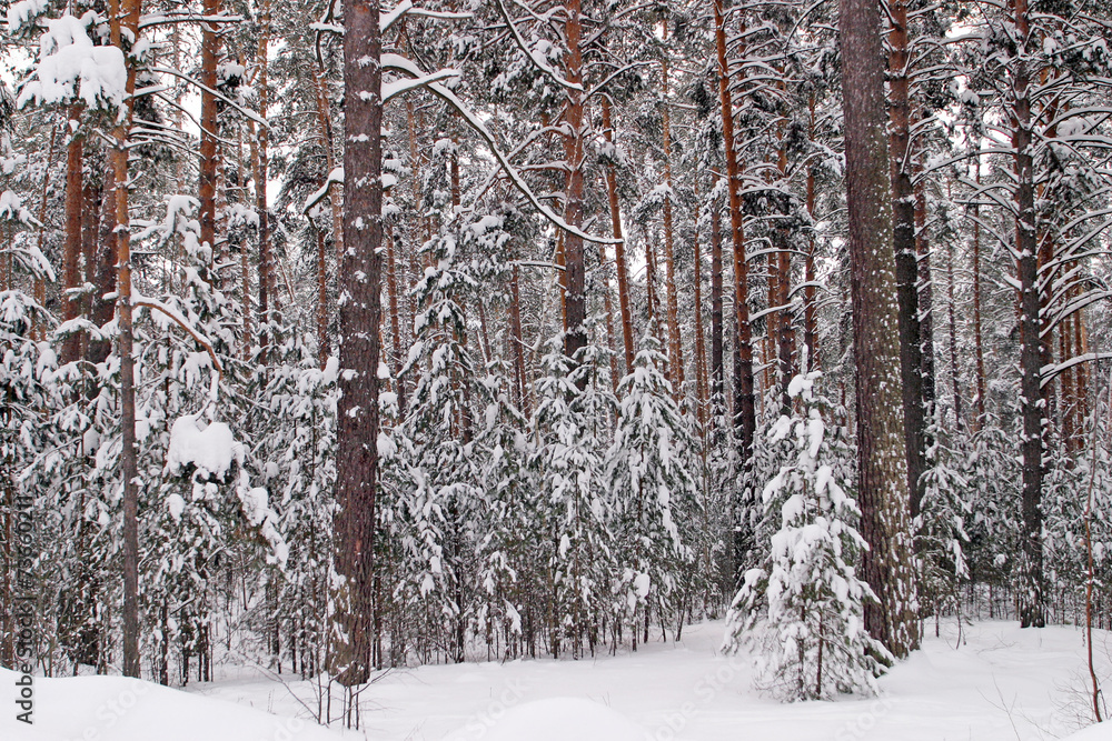 Fototapeta premium Pine forest in snow