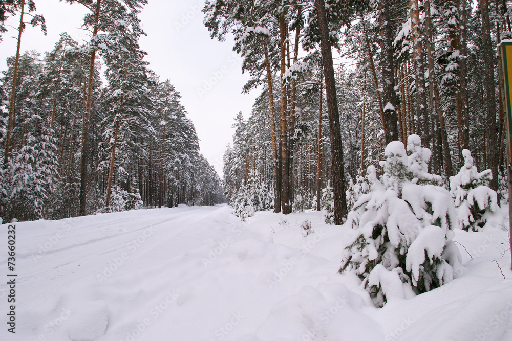 Obraz premium Pine forest in snow