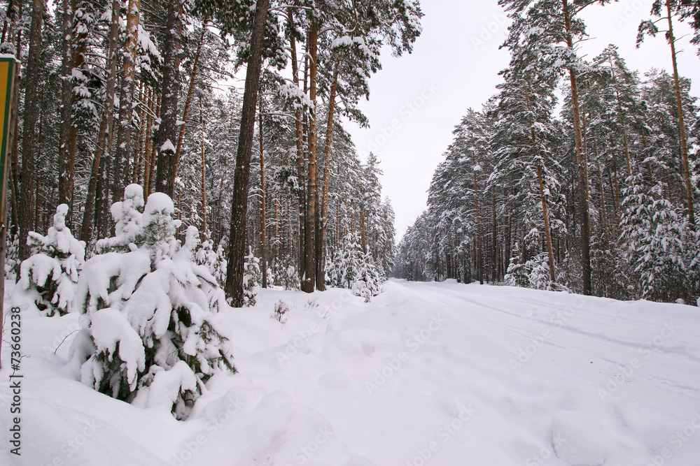 Pine forest in snow