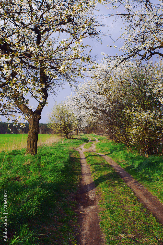 Dirt road and flowering trees in Poland. Dirt road and flowering trees in Poland.