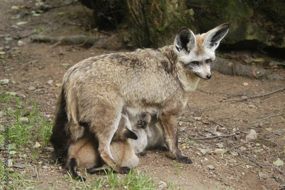 Bat-eared fox (Otocyon megalotis) feeding its cubs. Bat-eared fox (Otocyon megalotis) feeding its cubs.