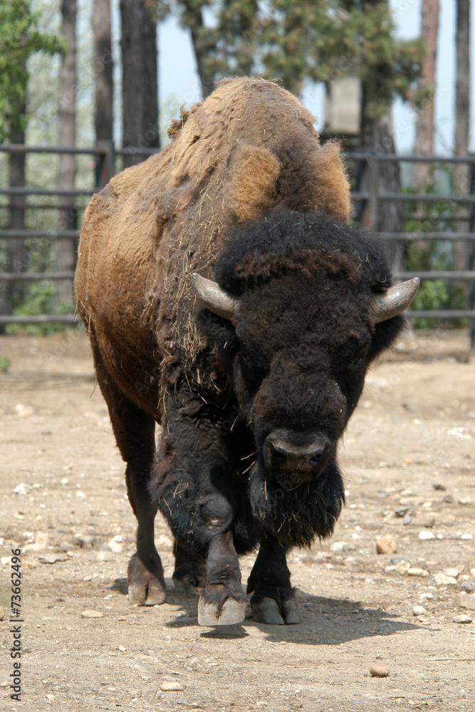 American bison (Bison bison). American bison (Bison bison).