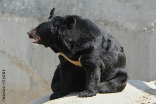 Asian black bear  Ursus thibetanus ..