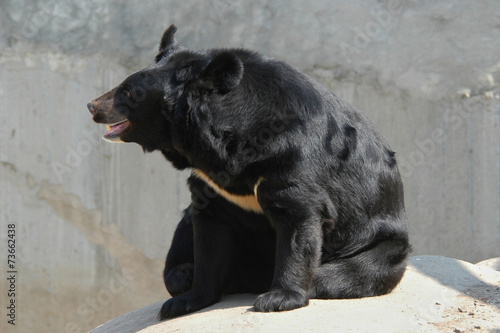 Obraz na plátně Asian black bear (Ursus thibetanus)..