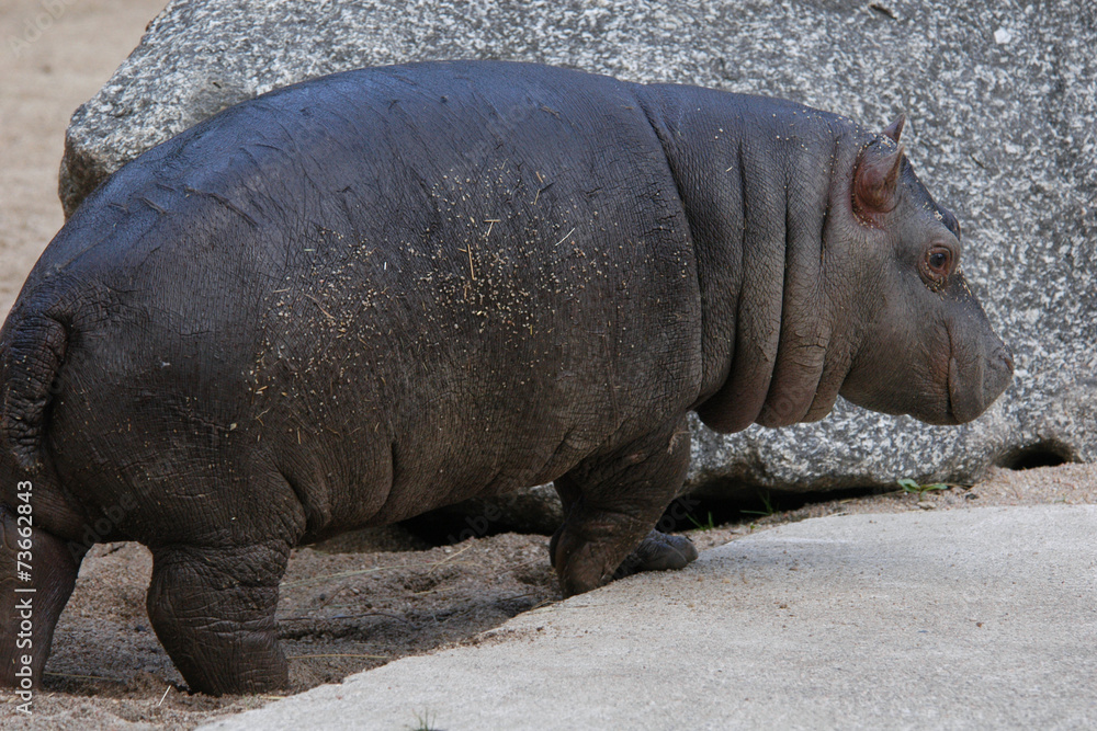 Little hippopotamus (Hippopotamus amphibius).. Little hippopotamus (Hippopotamus amphibius)..