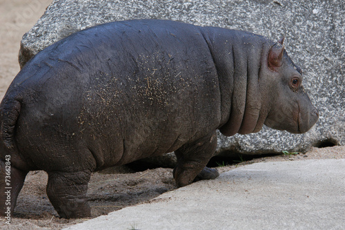 Little hippopotamus (Hippopotamus amphibius)..
