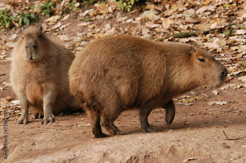 Two capybaras (Hydrochoerus hydrochaeris).